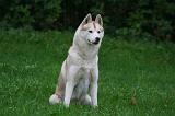 SIBERIAN HUSKY 1020